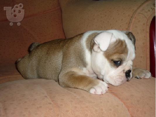 english bulldog